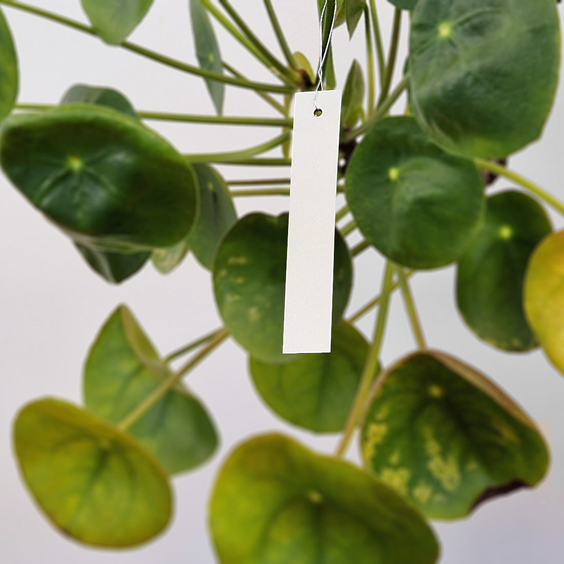 Hanging plant tags and PVC labels for outdoor – Felga Benelux